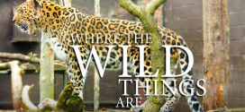 Zookeeper careers – what it’s like to work at a zoo